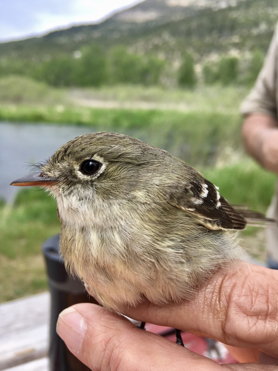 Least Flycatcher - ML102761961