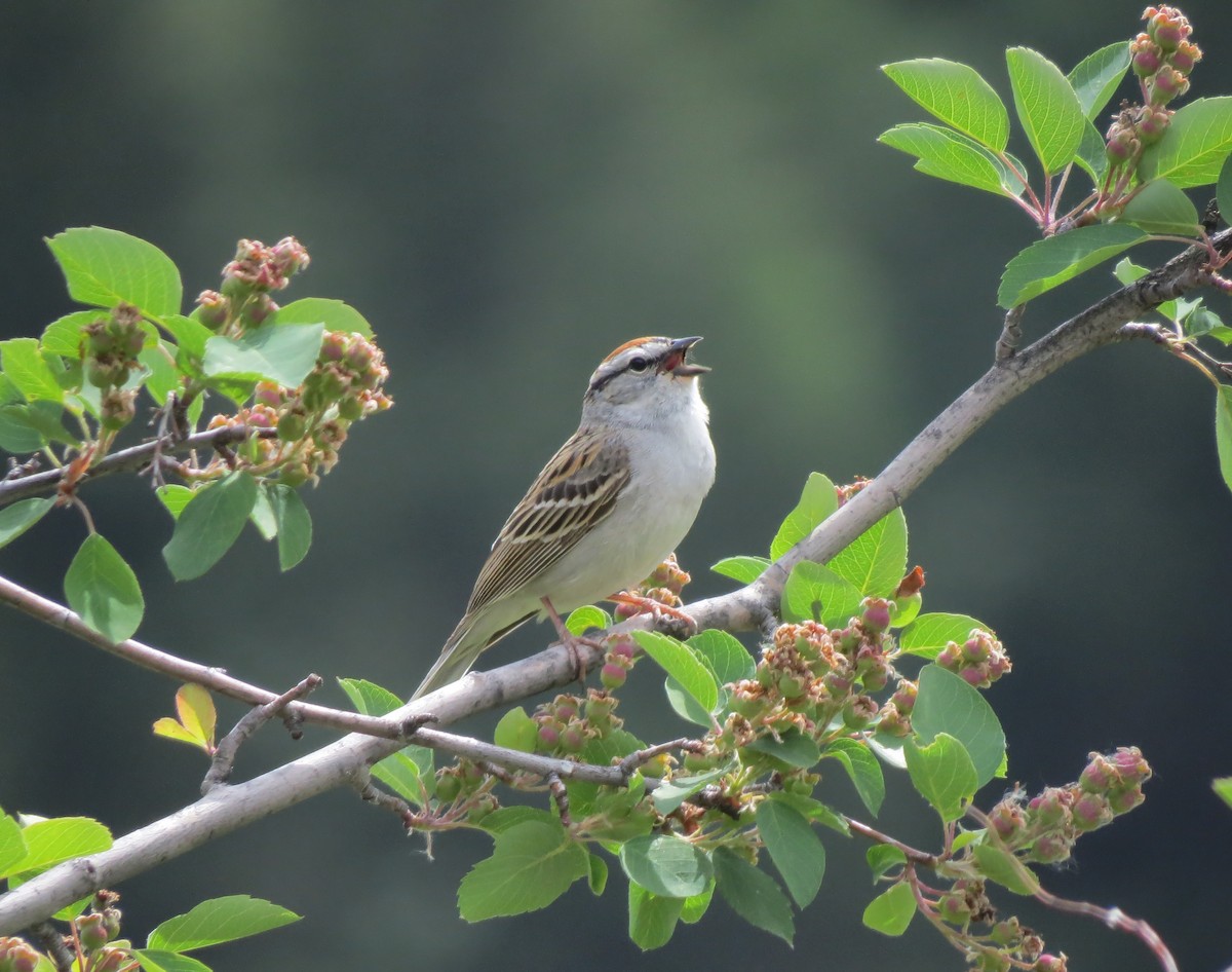 Chipping Sparrow - ML102763361