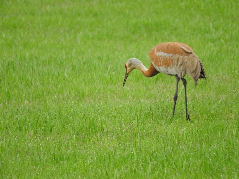 Sandhill Crane - ML102764621