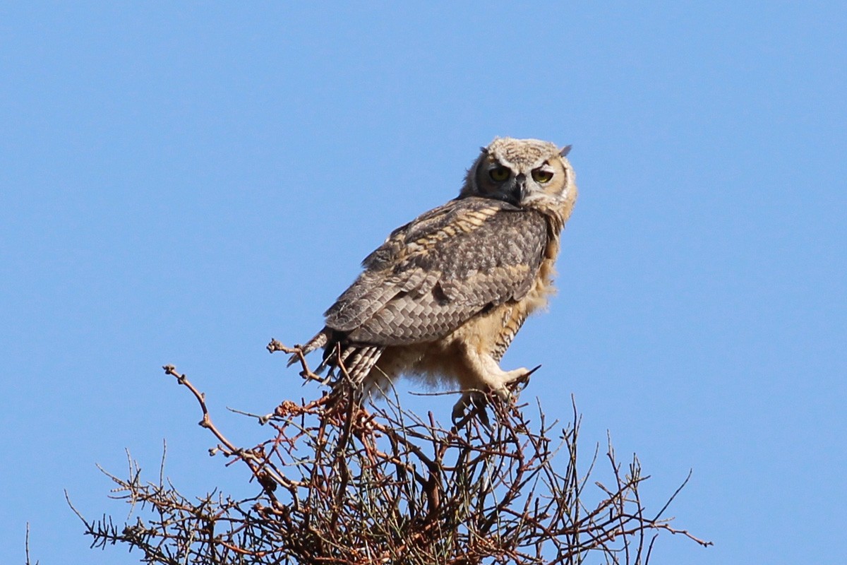 Great Horned Owl - Diane Morton