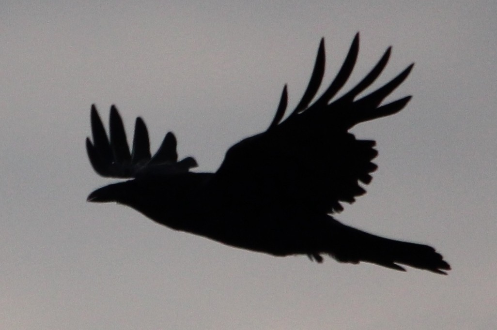 Common Raven - ML102768741