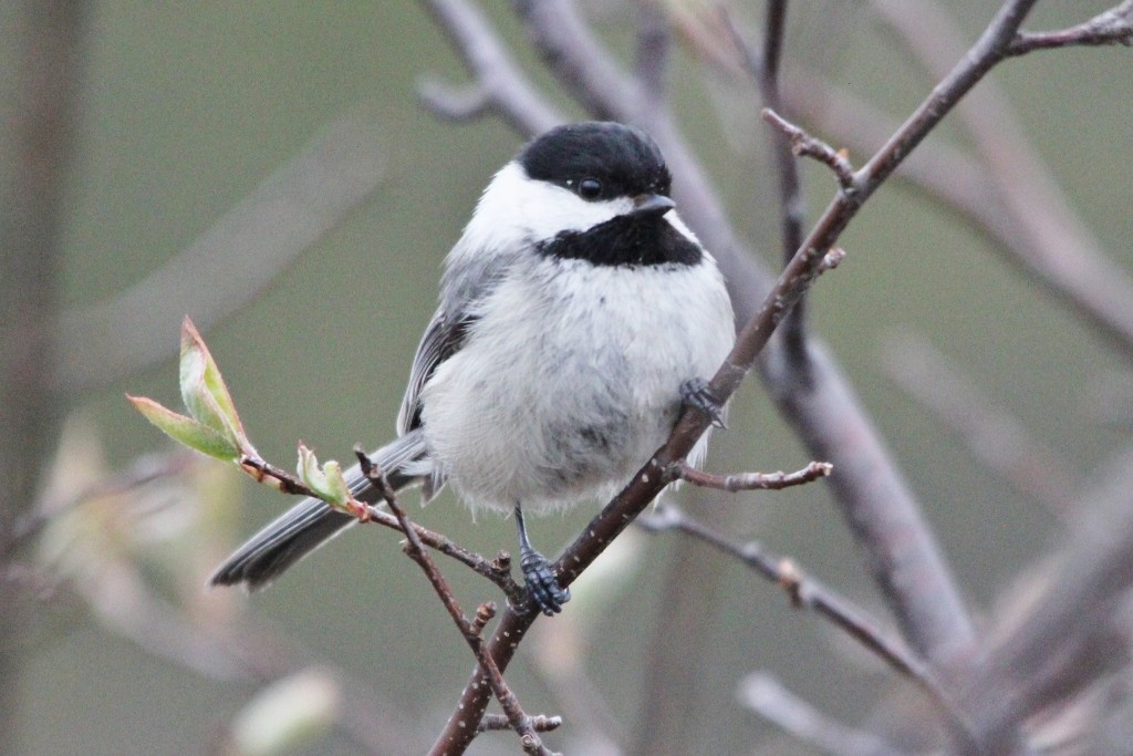 Black-capped Chickadee - ML102768831