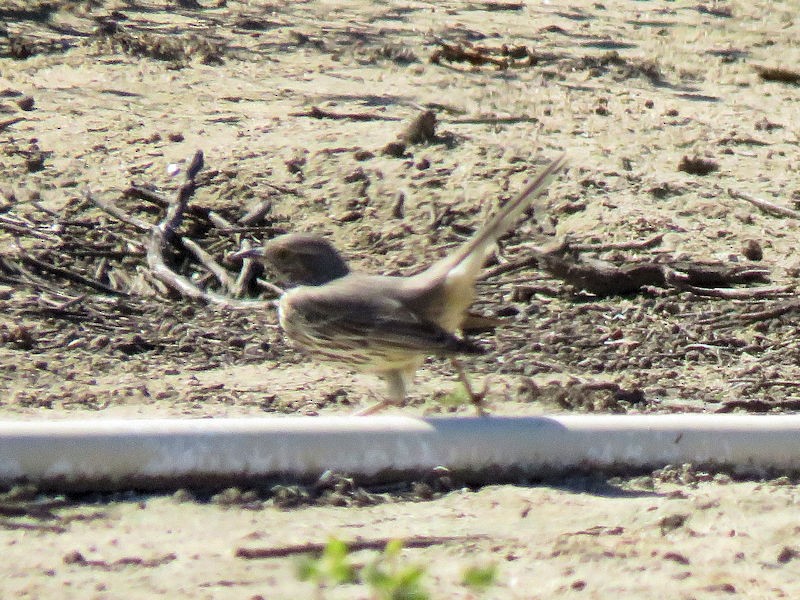 Sage Thrasher - ML102771051