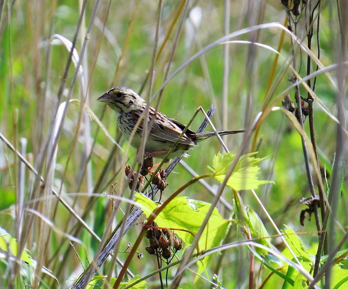 Henslow's Sparrow - pamela hoyland