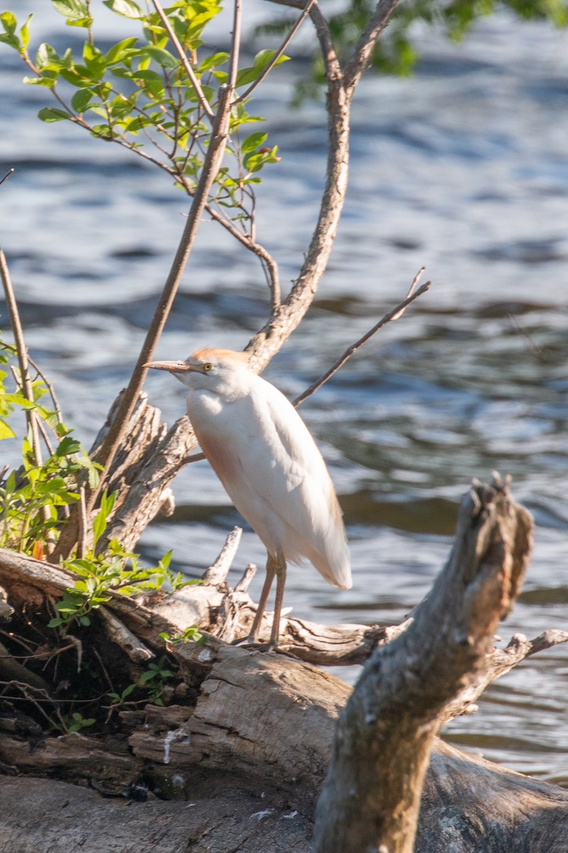 Western Cattle-Egret - ML102775421