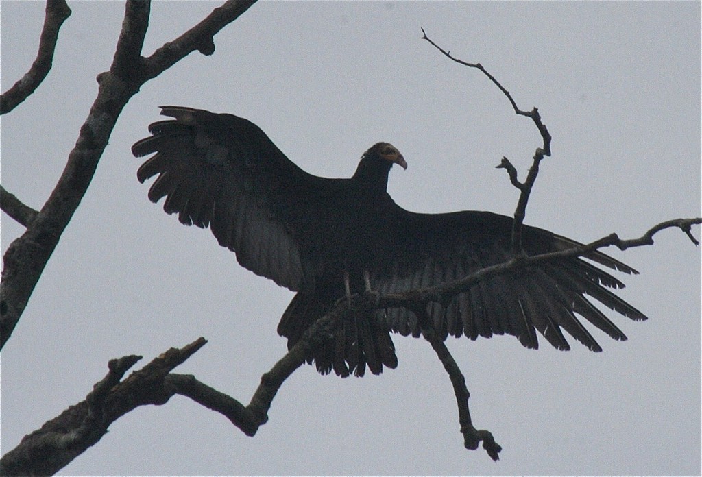 Greater Yellow-headed Vulture - Eric DeFonso 🦑