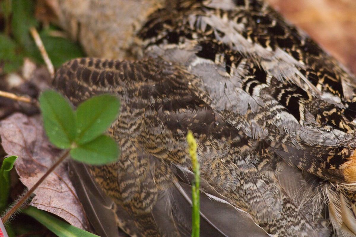 American Woodcock - ML102778291