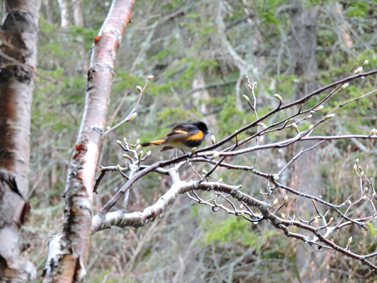 American Redstart - ML102778691