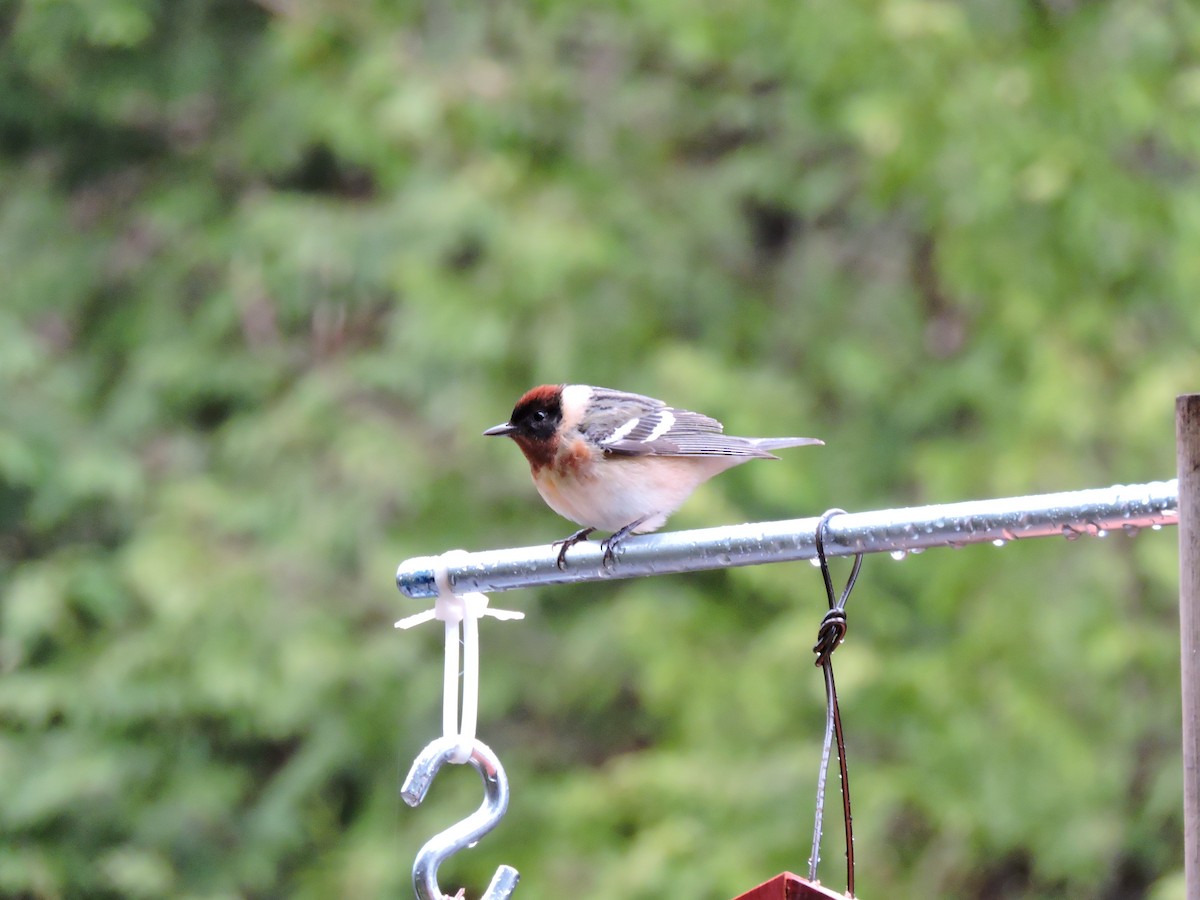 Bay-breasted Warbler - ML102778781