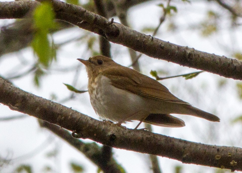 Veery - ML102779891