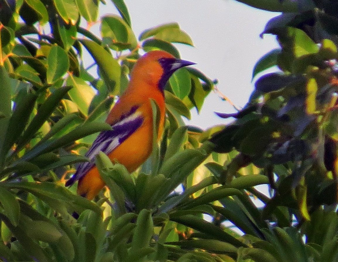 Orange Oriole - ML102783441