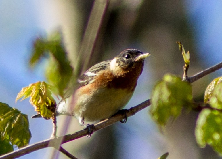 Bay-breasted Warbler - ML102783861
