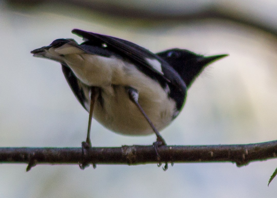 Black-throated Blue Warbler - ML102784121