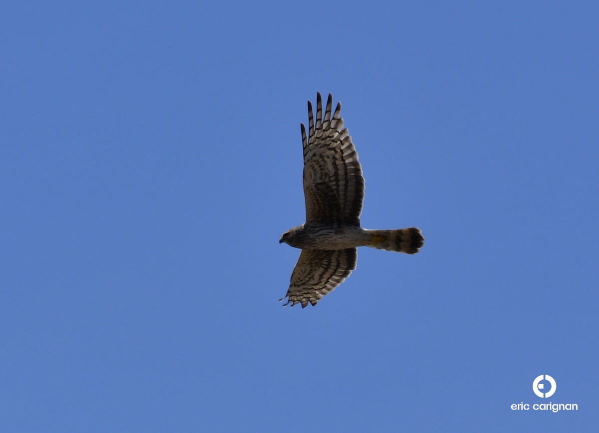 Northern Harrier - ML102785331