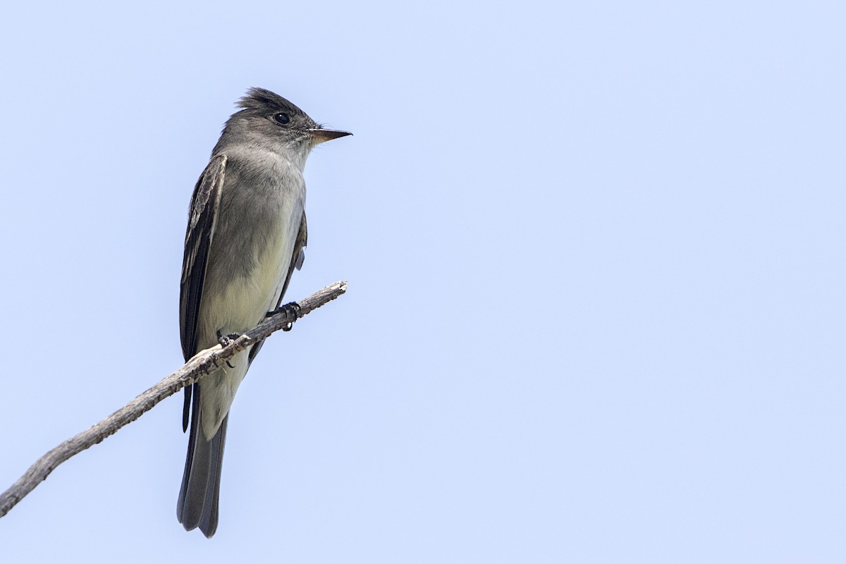 Western Wood-Pewee - ML102786631