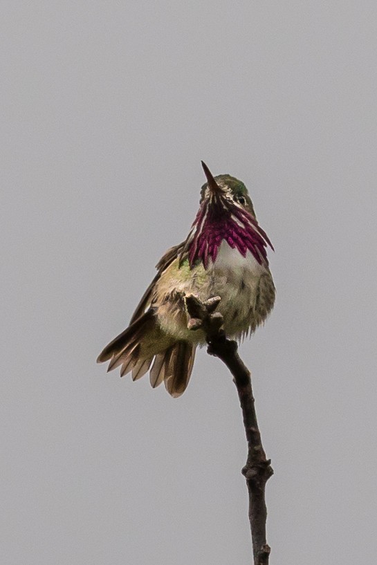 Calliope Hummingbird - ML102788061