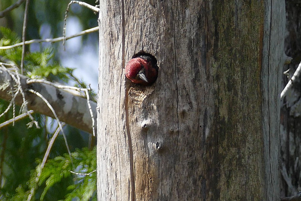 Red-breasted Sapsucker - ML102788851