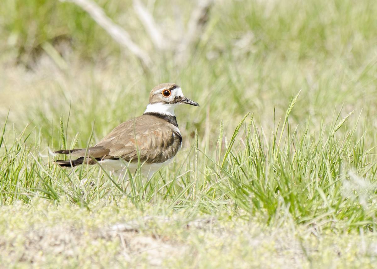 Killdeer - Ernest Rowley