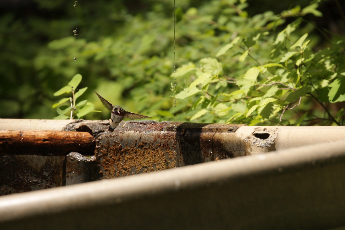 Calliope Hummingbird - jake schas