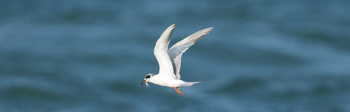 Forster's Tern - Brandon Holden