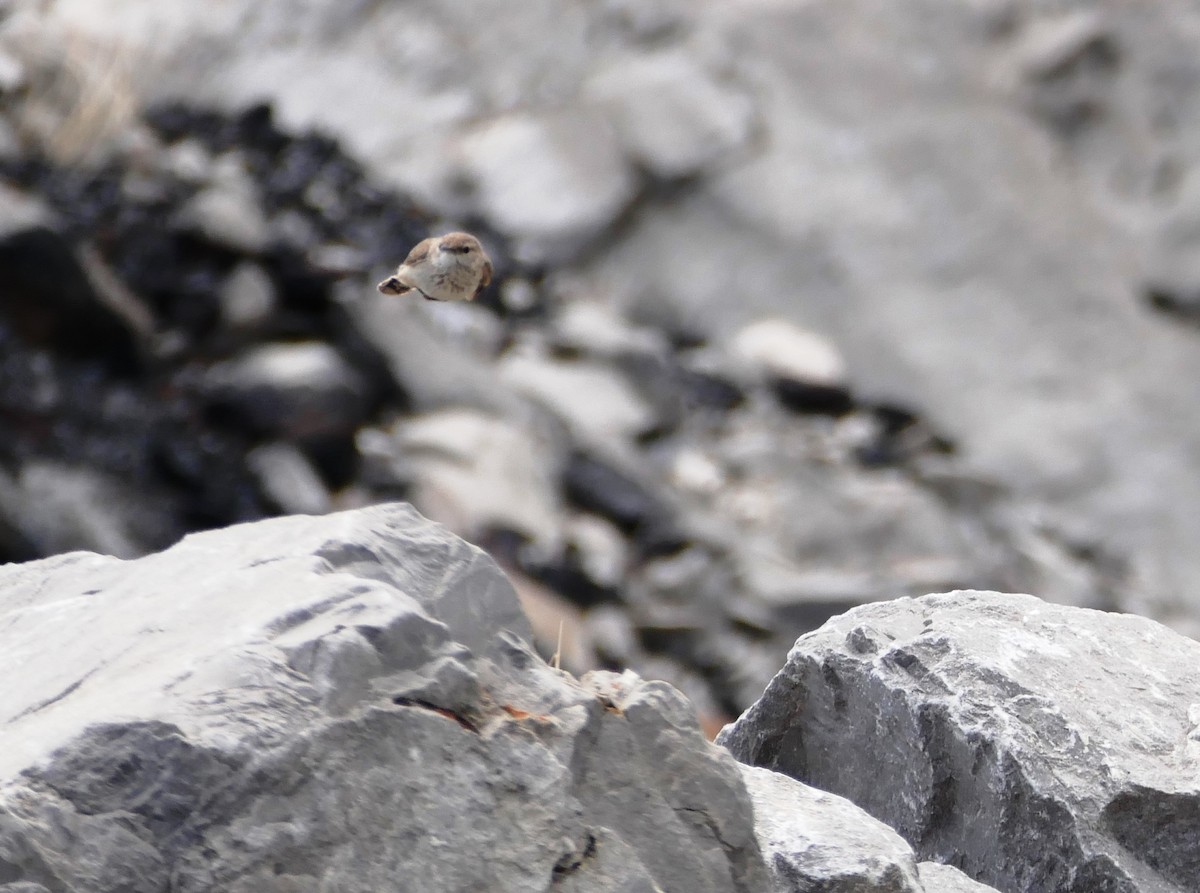 Rock Wren - ML102795561