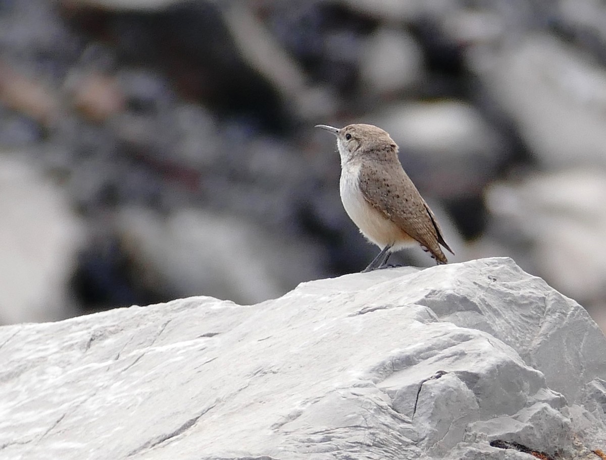 Rock Wren - ML102795821