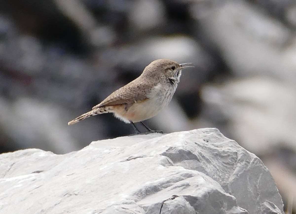 Rock Wren - ML102795831