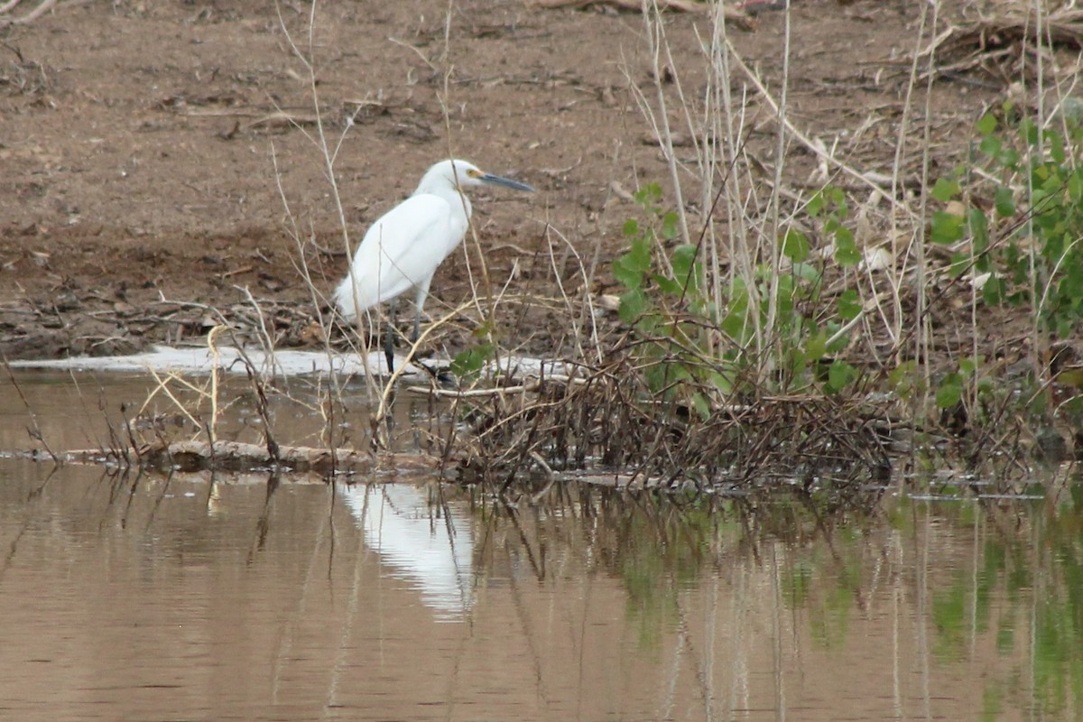 Snowy Egret - David Lerwill