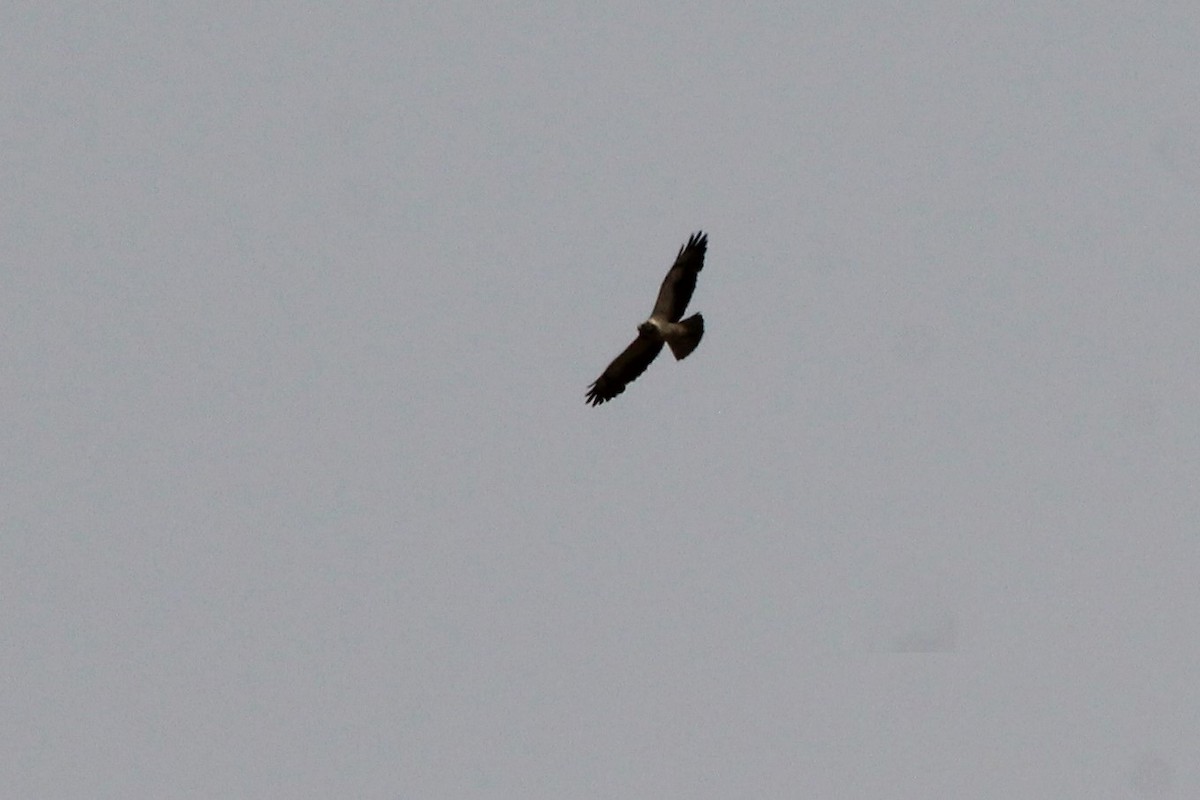 Swainson's Hawk - ML102796621