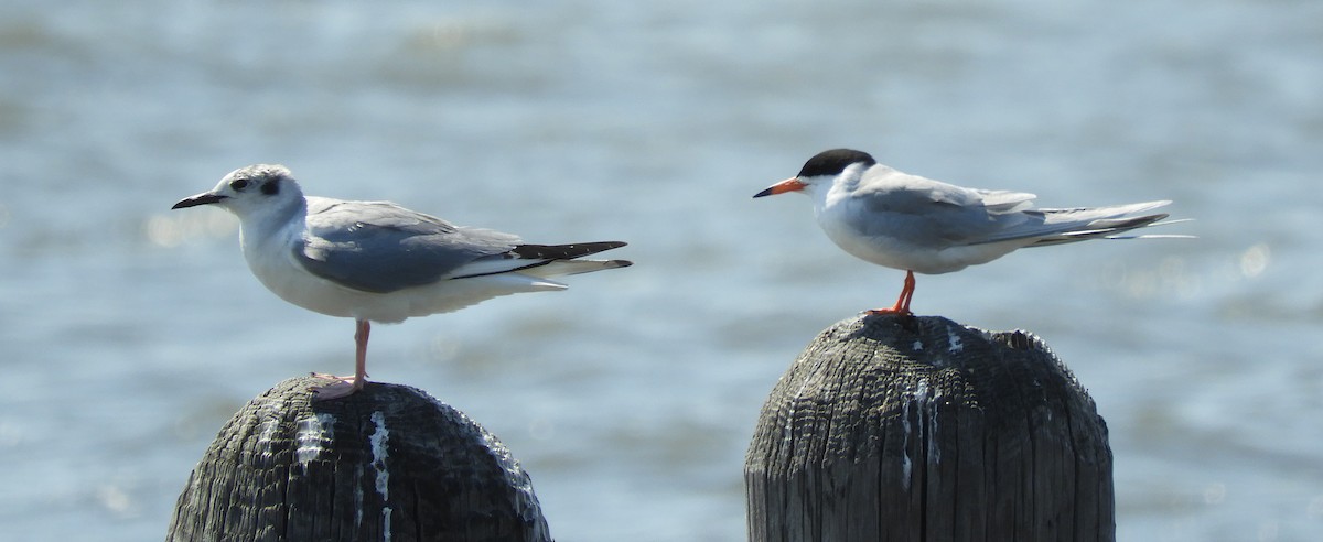 Mouette de Bonaparte - ML102796951