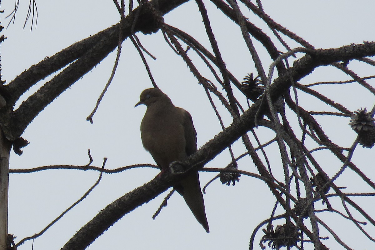 Mourning Dove - ML102796991