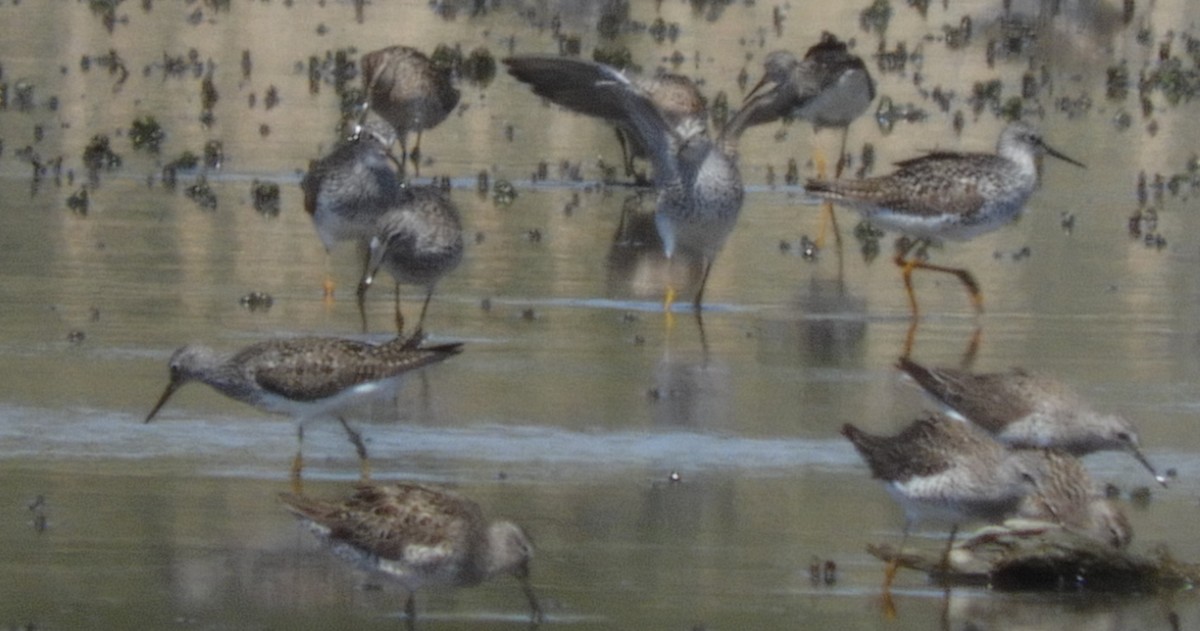 Greater Yellowlegs - ML102798351