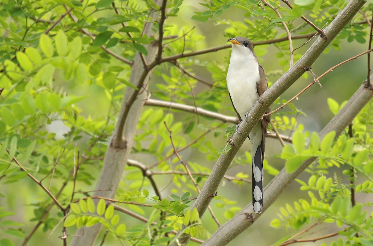 Yellow-billed Cuckoo - Ryan Schain