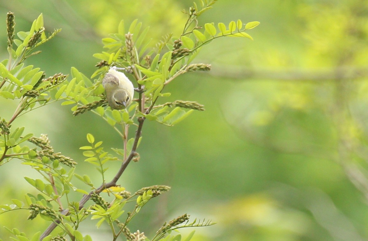 Tennessee Warbler - Ryan Schain