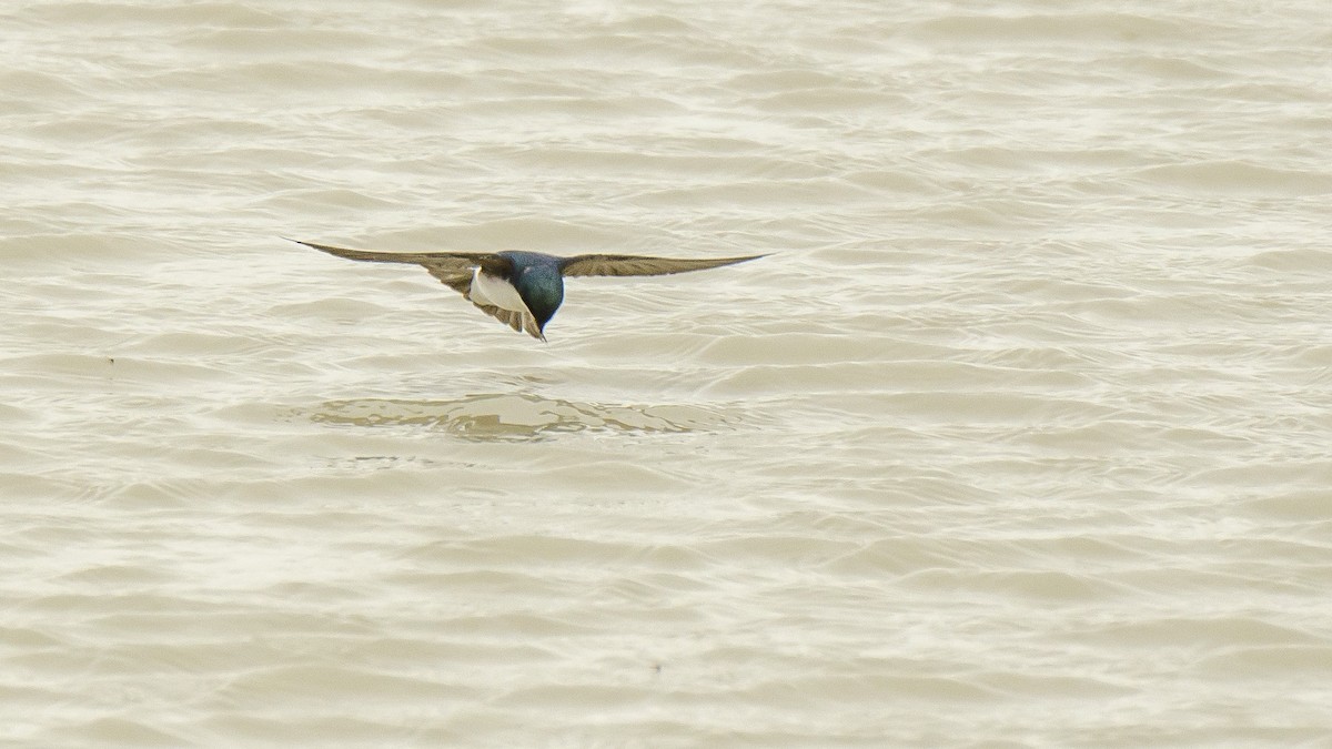 Golondrina Bicolor - ML102801101