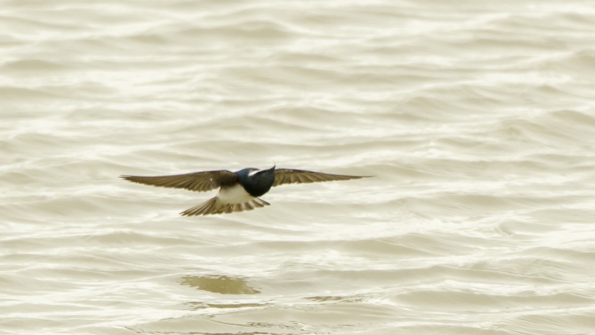 Golondrina Bicolor - ML102801151