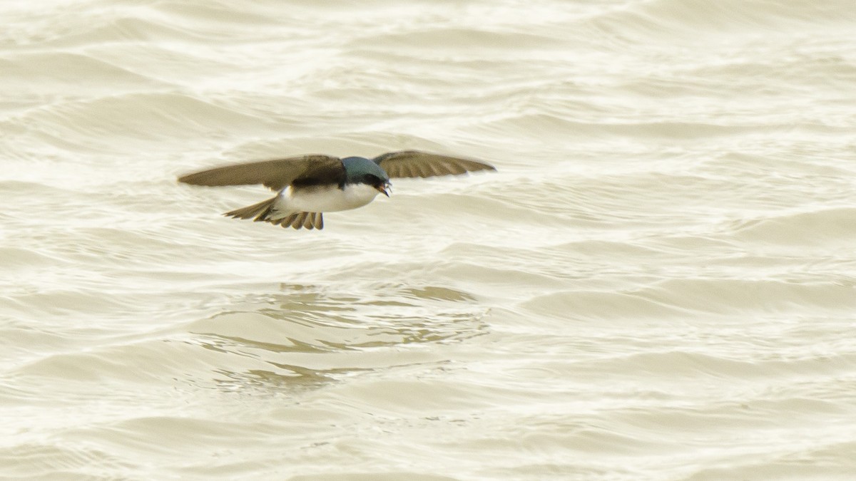 Golondrina Bicolor - ML102801171