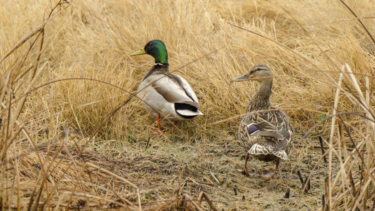 Mallard - ML102801381