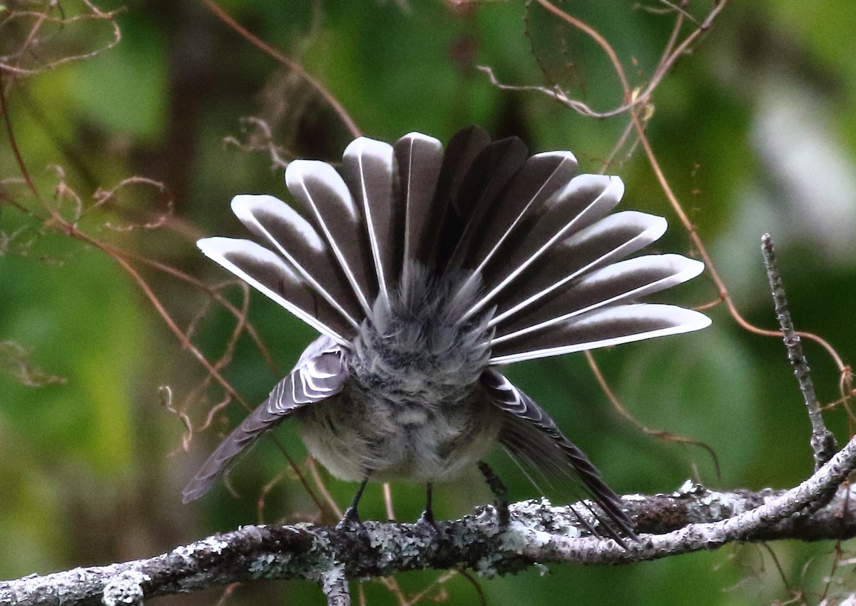 Gray Fantail - Michael Rutkowski