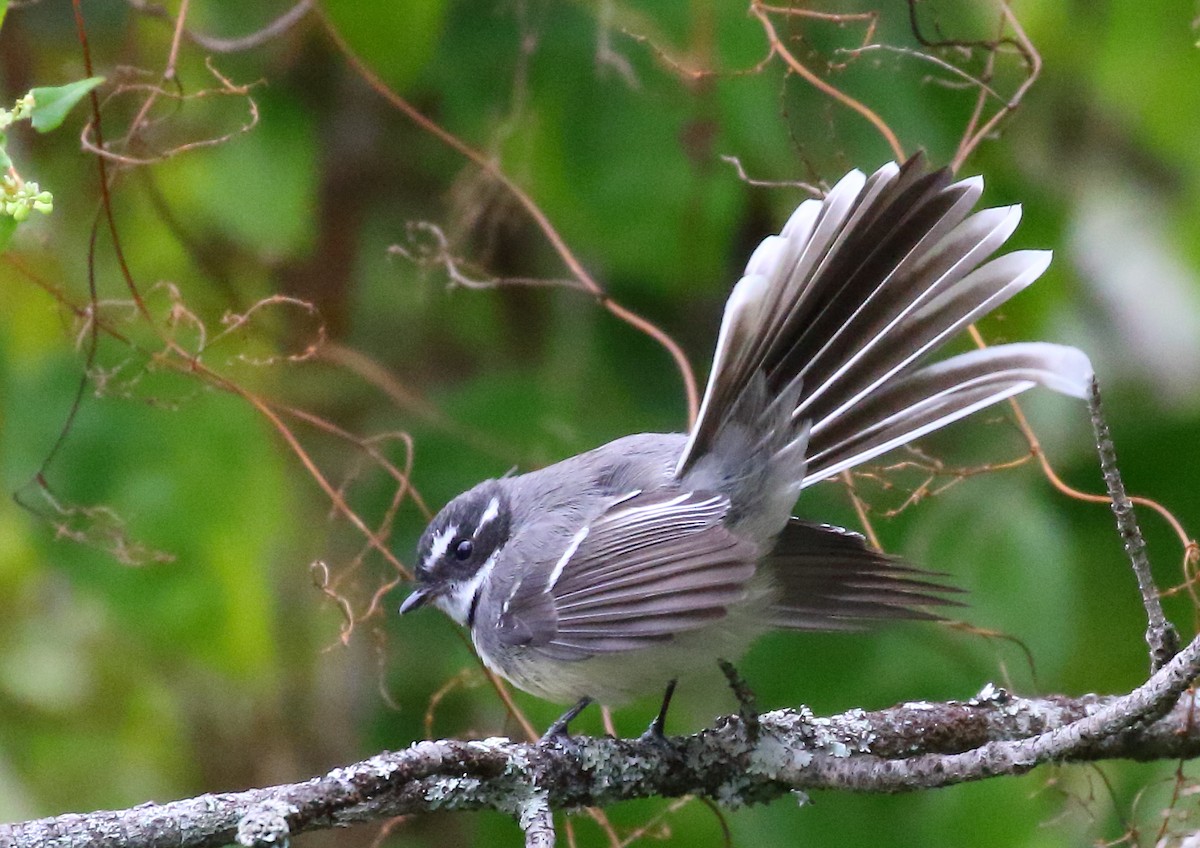 Gray Fantail - Michael Rutkowski