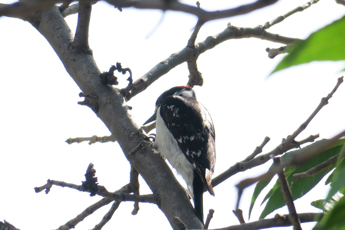 Hairy Woodpecker - ML102802591