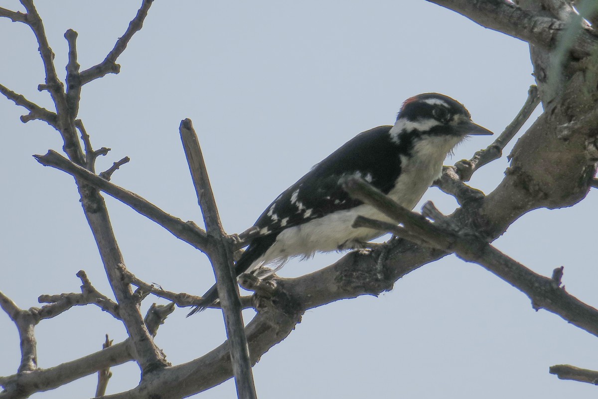 Hairy Woodpecker - ML102802731