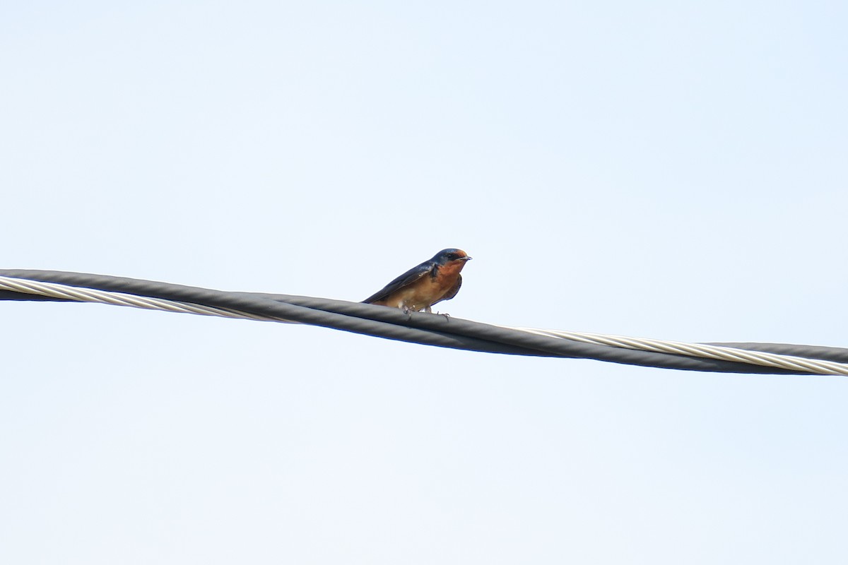 Barn Swallow - Rishi Palit