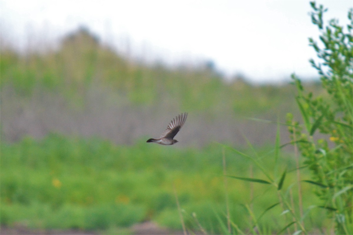 Hirondelle à ailes hérissées - ML102803991