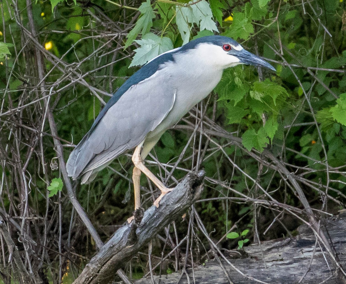 Black-crowned Night Heron - ML102804261