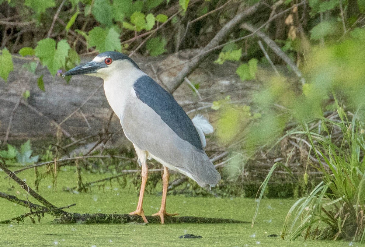 Black-crowned Night Heron - ML102804281