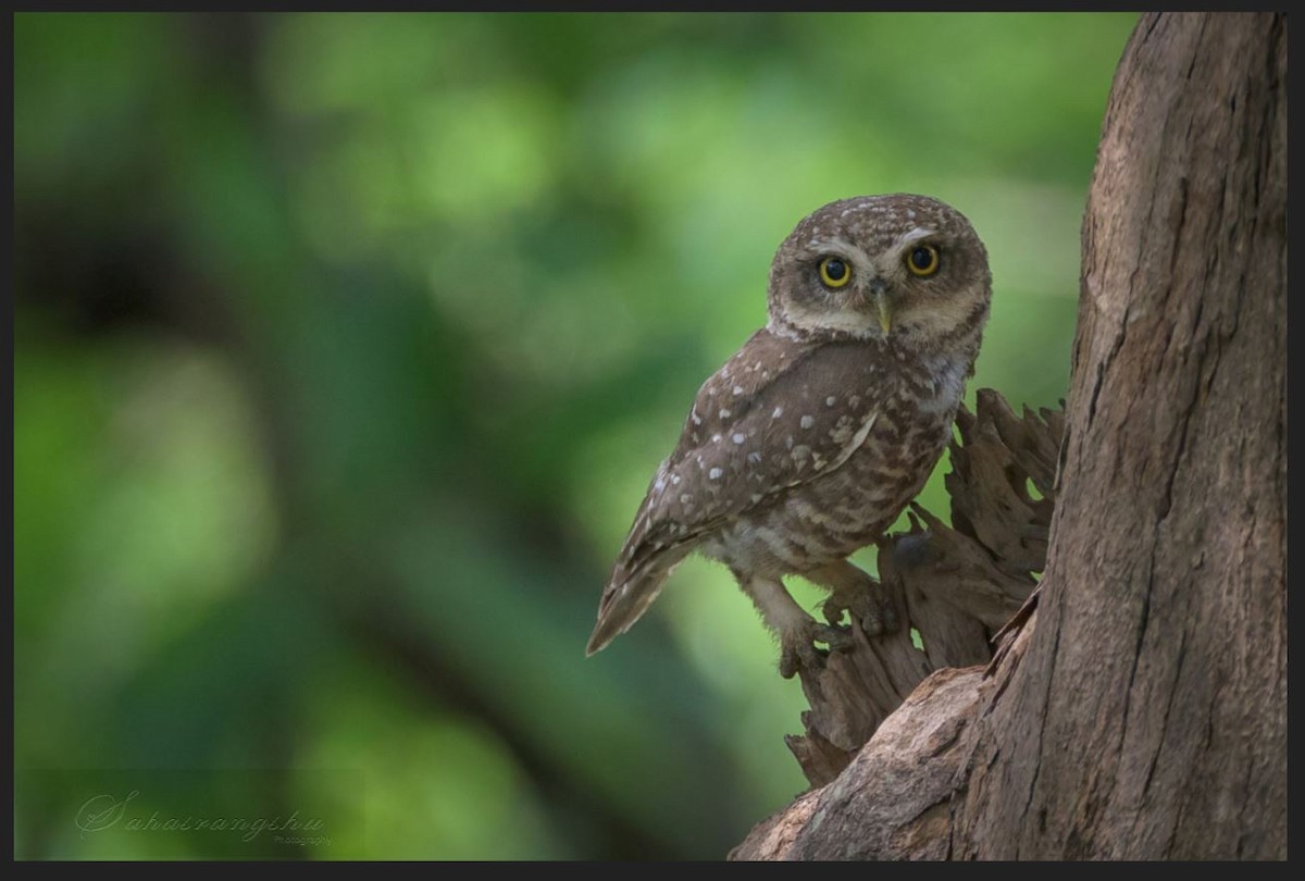 Spotted Owlet - ML102804461
