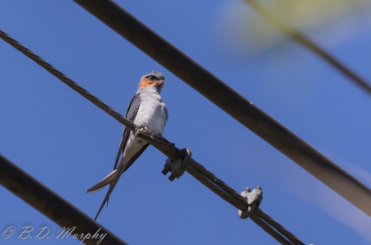 Crested Treeswift - Brad Murphy