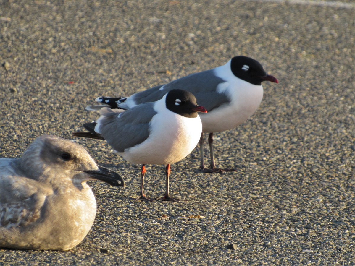 Franklin's Gull - ML102807781