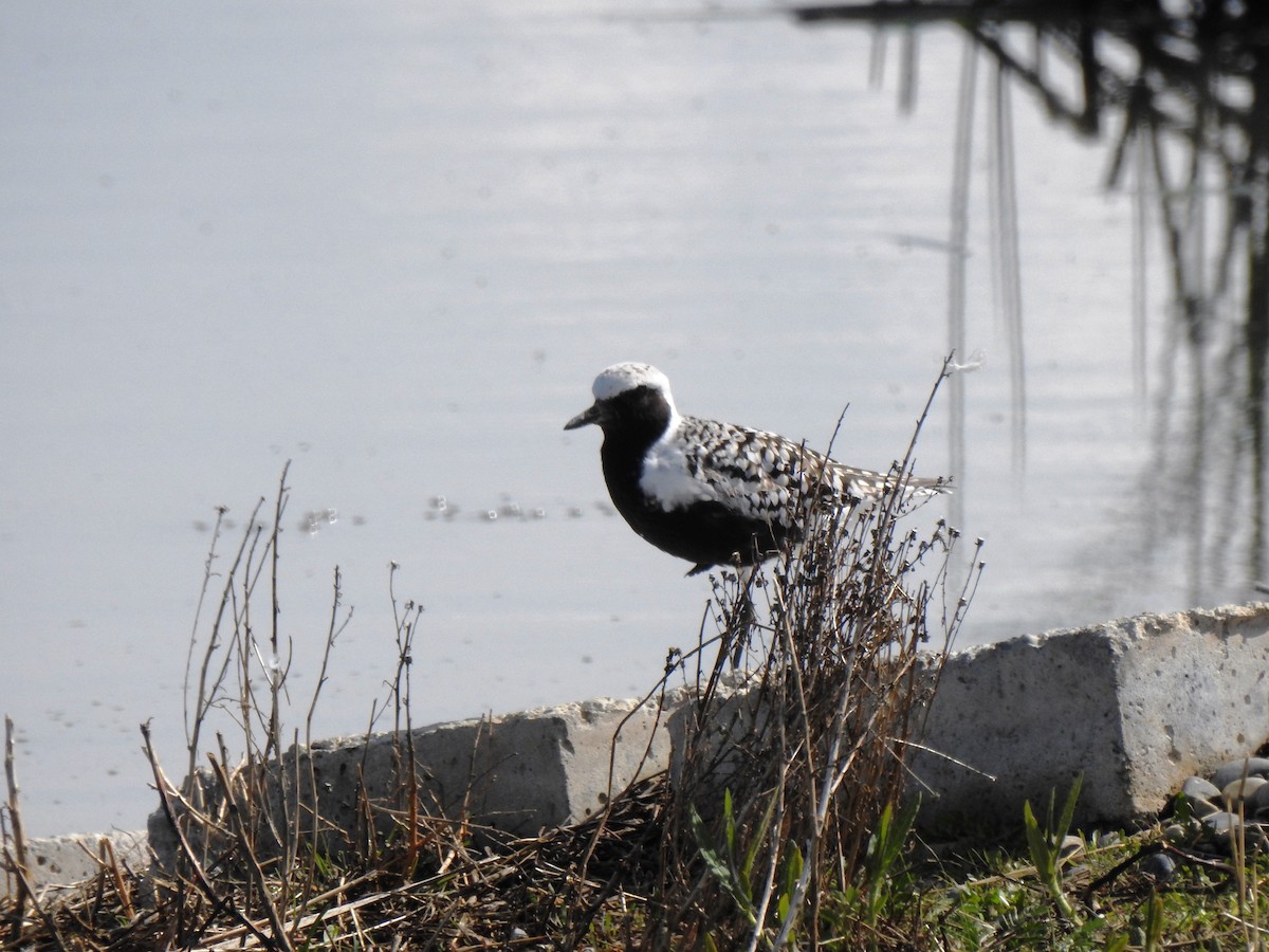 Black-bellied Plover - ML102807961